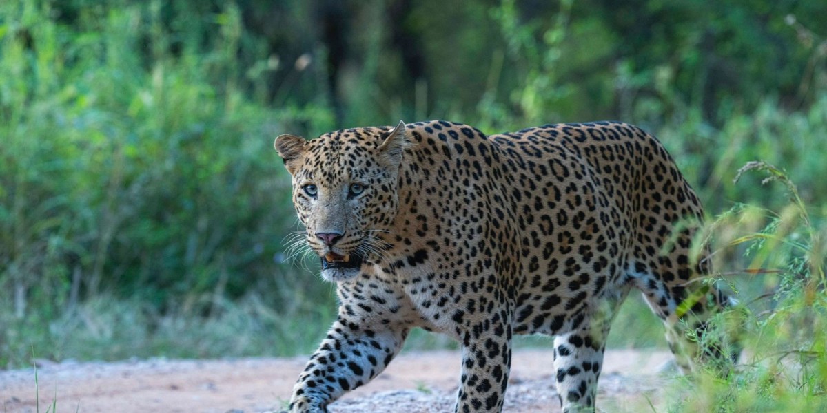 Exploring Jhalana Leopard Safari: Tips for an Unforgettable Wildlife Experience in Jaipur