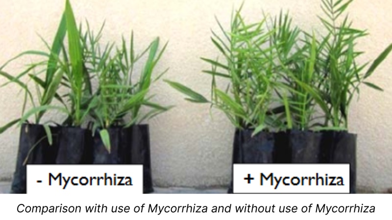 Mycorrhizal Biofertilizer: How It Enhances Plant Growth and Soil Health