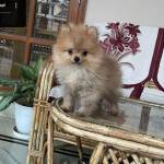 saransh rankmantra Profile Picture